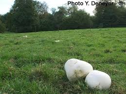 Attēlu rezultāti vaicājumam “Langermania gigantea”