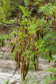 Attēlu rezultāti vaicājumam “Robinia pseudoacacia fruit”