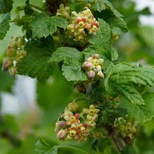 Attēlu rezultāti vaicājumam “Ribes nigrum flower”