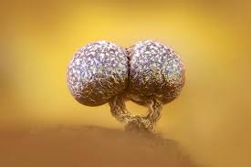 Attēlu rezultāti vaicājumam “Physarum licheniforme macro”