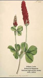 Image result for Trifolium incarnatum