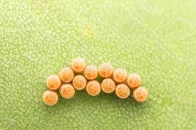 Attēlu rezultāti vaicājumam “Pentatomidae eggs”