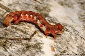 Attēlu rezultāti vaicājumam “Erannis defoliaria imago”