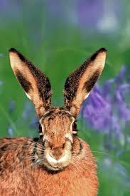 Attēlu rezultāti vaicājumam “Lepus europaeus”