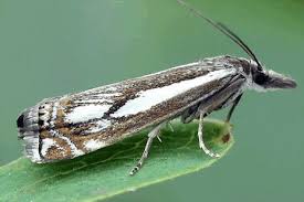 Attēlu rezultāti vaicājumam “Crambus heringiellus”