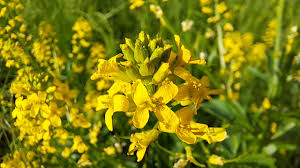 Attēlu rezultāti vaicājumam “Barbarea vulgaris subsp. arcuata fruit”