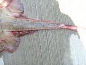 Image result for Hypanus say