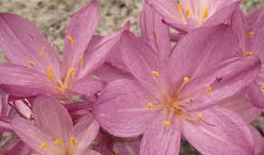 Attēlu rezultāti vaicājumam “Colchicum luteum flower”