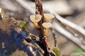 Attēlu rezultāti vaicājumam “Cudoniella clavus”