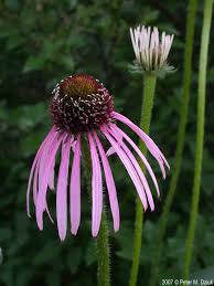 Image result for Echinacea pallida