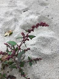 Attēlu rezultāti vaicājumam “Atriplex calotheca”