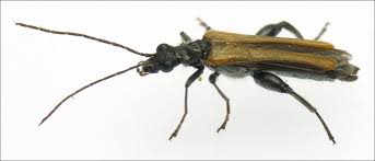 Attēlu rezultāti vaicājumam “Oedemera femorata”