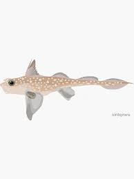 Image result for Hydrolagus colliei