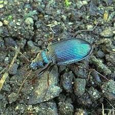 Attēlu rezultāti vaicājumam “Nebria brevicollis”