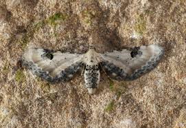 Attēlu rezultāti vaicājumam “Eupithecia centaureata”