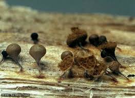 Attēlu rezultāti vaicājumam “Trichia flavicoma spores”