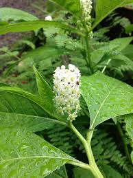 Attēlu rezultāti vaicājumam “Phytolacca acinosa flower”