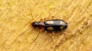 Attēlu rezultāti vaicājumam “Dromius quadrimaculatus”