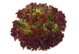 Image result for Pflücksalat