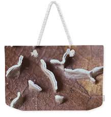 Attēlu rezultāti vaicājumam “Physarum bivalve”