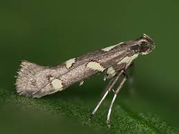 Attēlu rezultāti vaicājumam “Calybites phasianipennella”