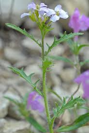 Attēlu rezultāti vaicājumam “Cardaminopsis arenosa”