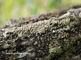 Attēlu rezultāti vaicājumam “Hypocenomyce scalaris”