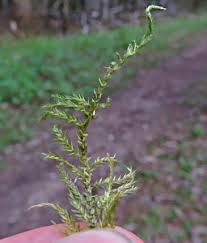 Attēlu rezultāti vaicājumam “Cirriphyllum piliferum sporophyte”