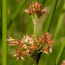 Attēlu rezultāti vaicājumam “Sparganium erectum aggr. leaf”