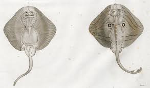 Image result for Raja radula