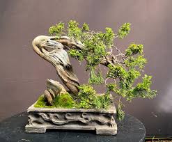 Attēlu rezultāti vaicājumam “Juniperus sabina”