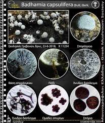 Attēlu rezultāti vaicājumam “Badhamia capsulifera”