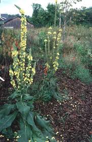 Attēlu rezultāti vaicājumam “Verbascum densiflorum flower”