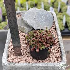 Image result for Sedum album `Coral Carpet`