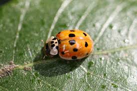 Attēlu rezultāti vaicājumam “Adalia decempunctata”