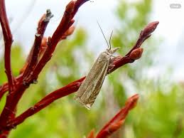 Attēlu rezultāti vaicājumam “Crambus lathoniellus”