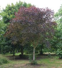 Attēlu rezultāti vaicājumam “Juglans regia”