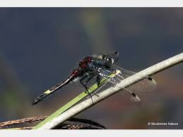 Attēlu rezultāti vaicājumam “Leucorrhinia pectoralis”