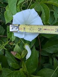 Attēlu rezultāti vaicājumam “Calystegia sepium leaf”