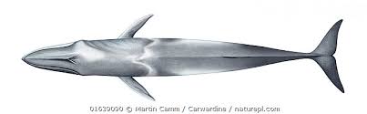Image result for Balaenoptera omurai