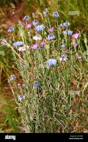 Attēlu rezultāti vaicājumam “Cyanus segetum”