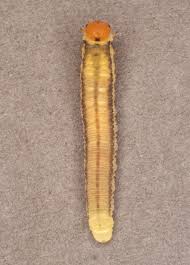 Attēlu rezultāti vaicājumam “Tenthredo scrophulariae exuvia”