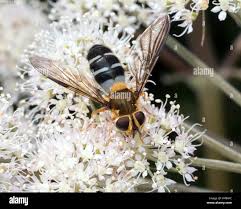 Attēlu rezultāti vaicājumam “Leucozona glaucia”