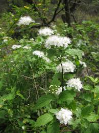 Attēlu rezultāti vaicājumam “Spiraea chamaedryfolia flower”