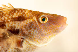 Image result for Symphodus bailloni