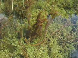 Attēlu rezultāti vaicājumam “Myriophyllum alterniflorum”
