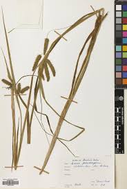 Attēlu rezultāti vaicājumam “Carex pseudocyperus fruit”