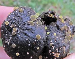 Attēlu rezultāti vaicājumam “Octospora splachnophila spores”