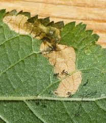 Attēlu rezultāti vaicājumam “Lyonetia prunifoliella”