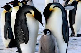 Image result for penguin